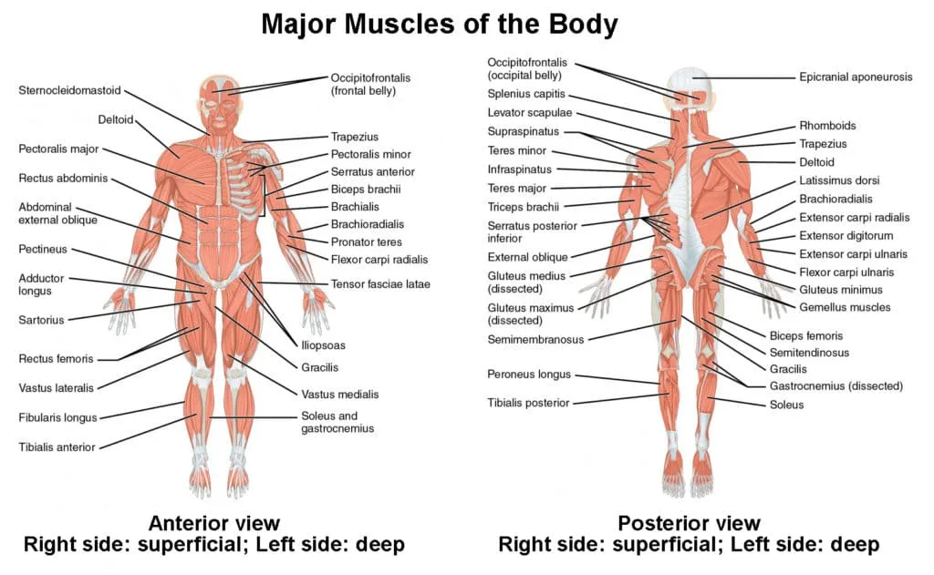 1105 Anterior And Posterior Views Of Muscles2 1024x631 1