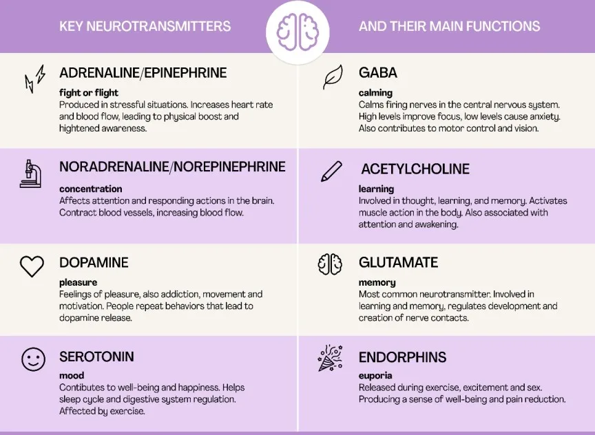 601102a99386fa5feab69a93 Neurotransmitters K 1 1