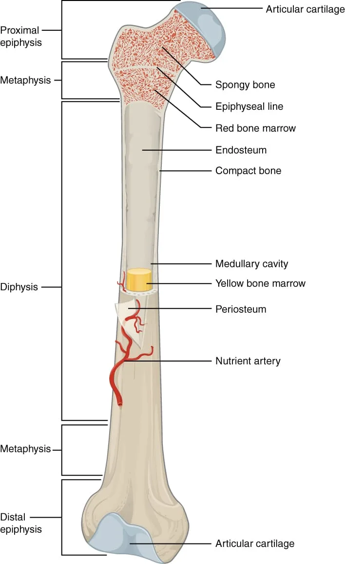603 Anatomy Of Long Bone 1
