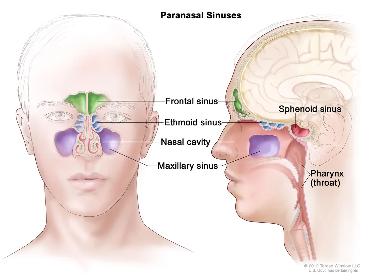 Anatomy Diagram