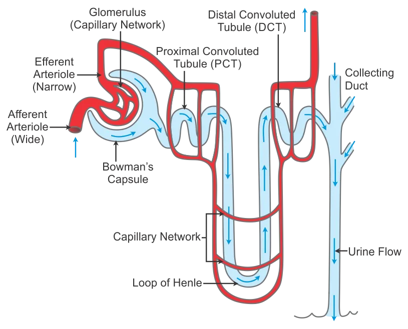 8ca1ae55dd6451b4c4d74e03633d65075b71389ab12168.04263800Nephron