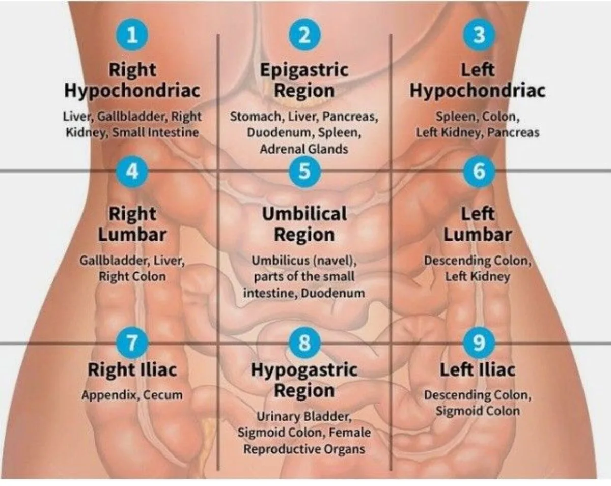 9 Abdominopelvic Regions