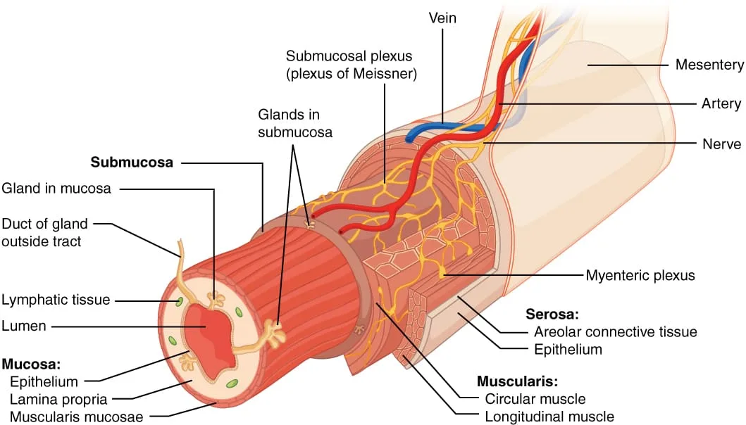 A Diagram Showing A Cross Section Of The Alimentary Canal Wall 1