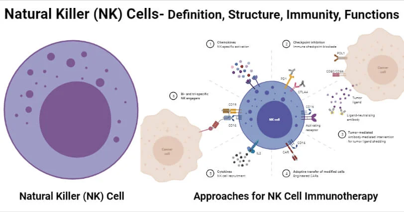 Action Of A Natural Killer Cell