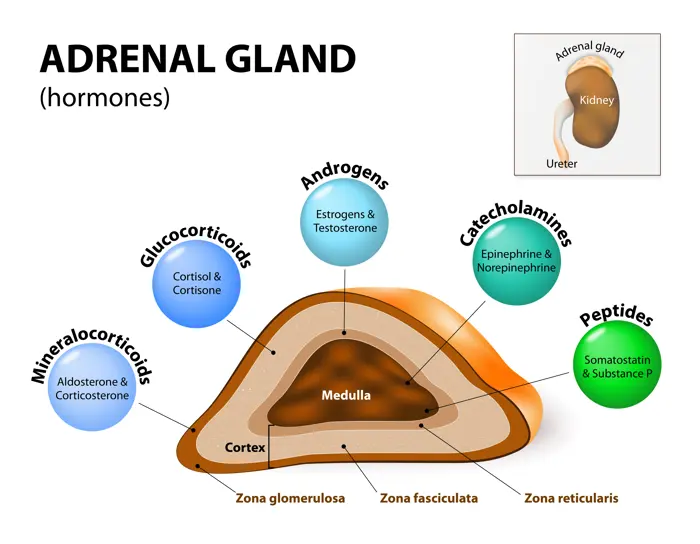 Adrenal Glands