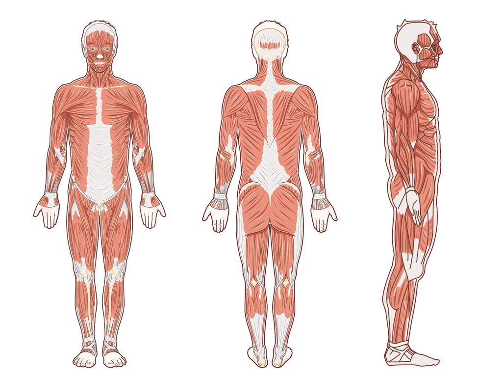 Anatomical Position 1