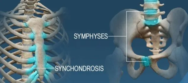 Anatomy Cartilaginous Joints 1 600x265