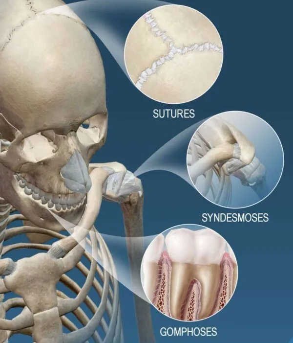 Anatomy Fibrous Joints 1 600x701