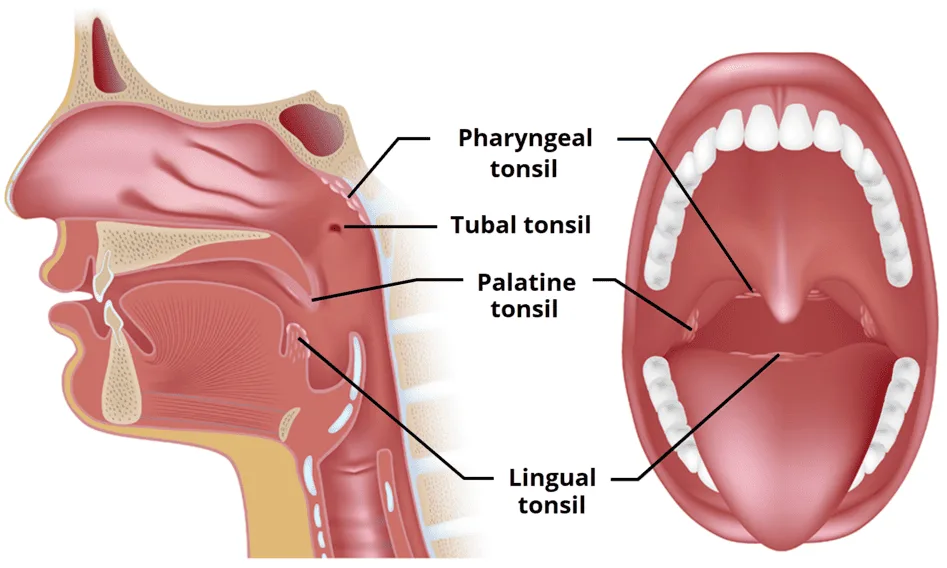 Anatomy And Function Of The Tonsils 1