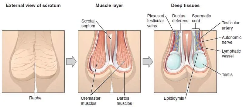 Anatomy Of The Scrotum