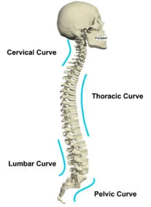 Anatomy Of The Spinal Cord