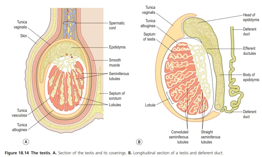 Anatomy Of The Testis