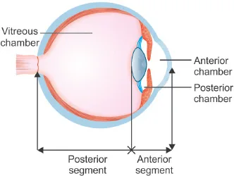 Anterior Posterior Chambers Of The Eye