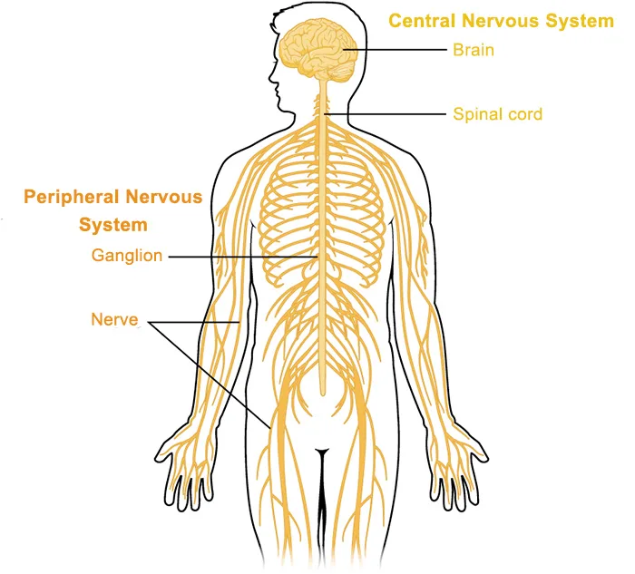 Applied Anatomy And Physiology Of The Nervous System