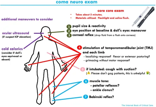 Assessment Of The Comatose Patient