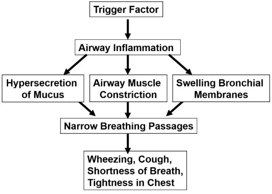 Asthma Pathophysiology