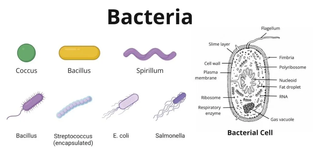 Bacteria