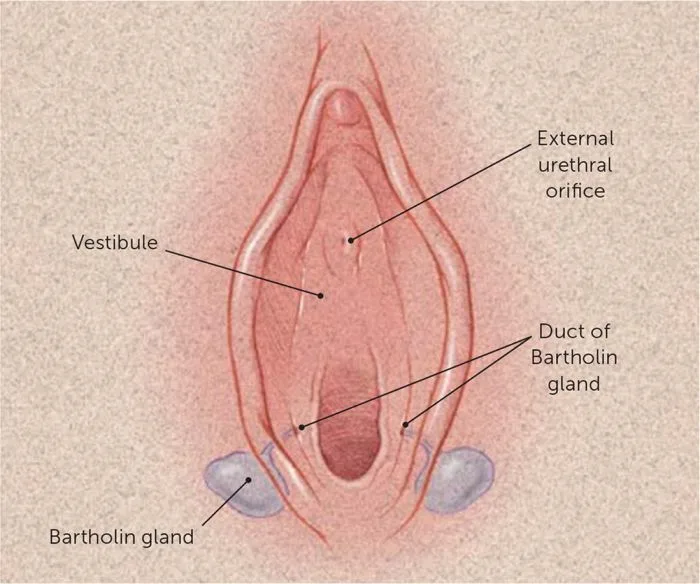 Bartholins Glands 1