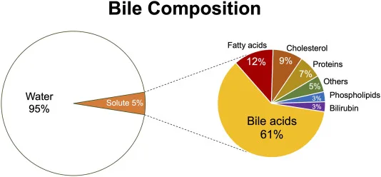 Bile Composition And Function