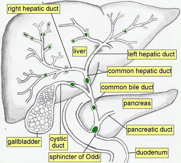 Biliary Tree 1