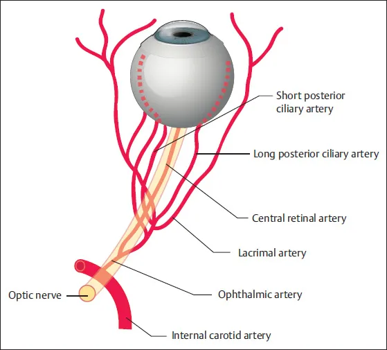 Blood Supply Of The Eyeball