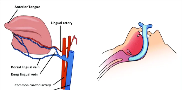Blood Supply Of The Tongue