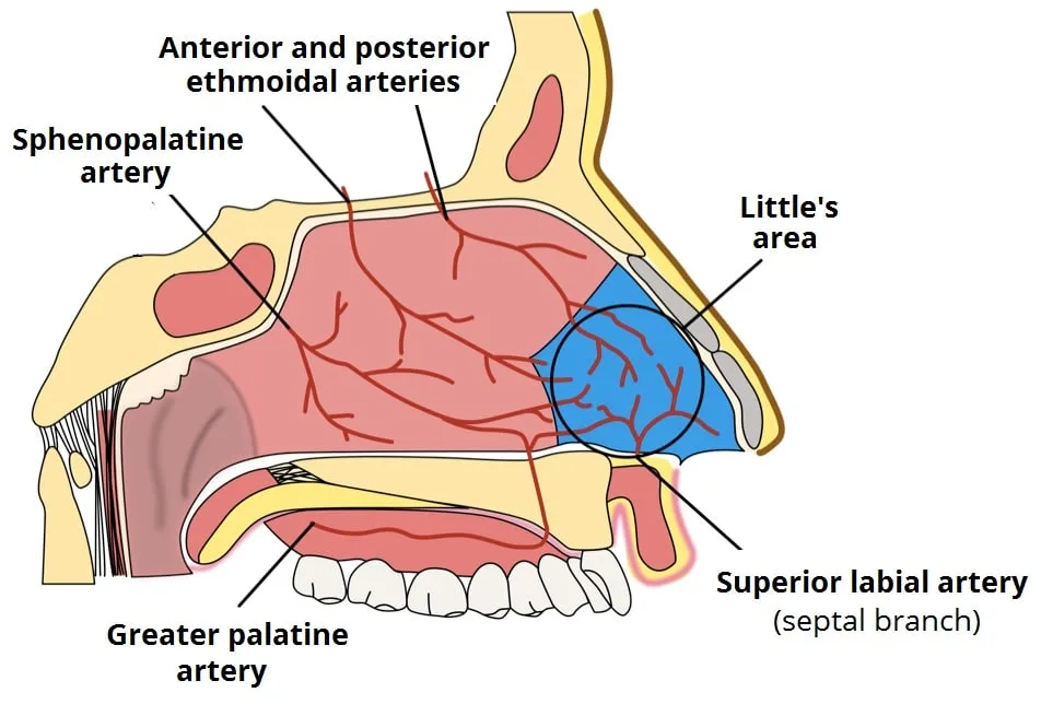 Blood Supply To The Nose And Littles Area