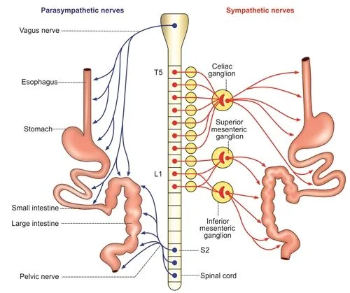 Blood And Nerve Supply Of The GI Tract