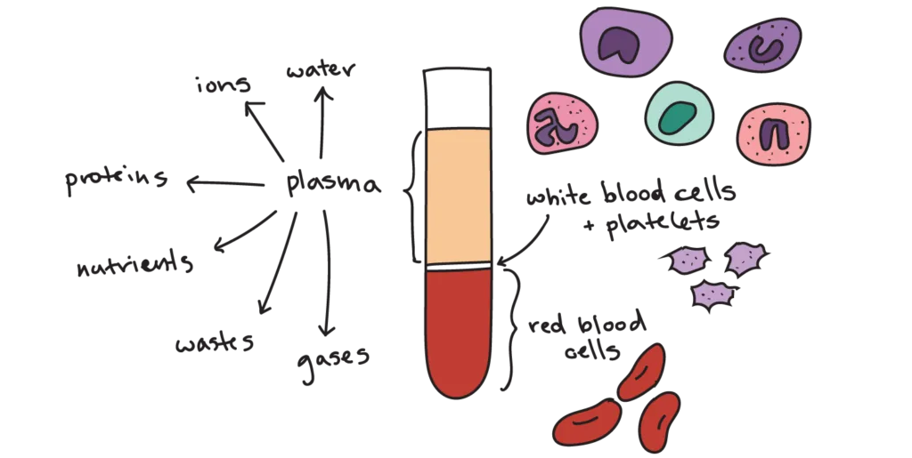 Blood And Its Composition