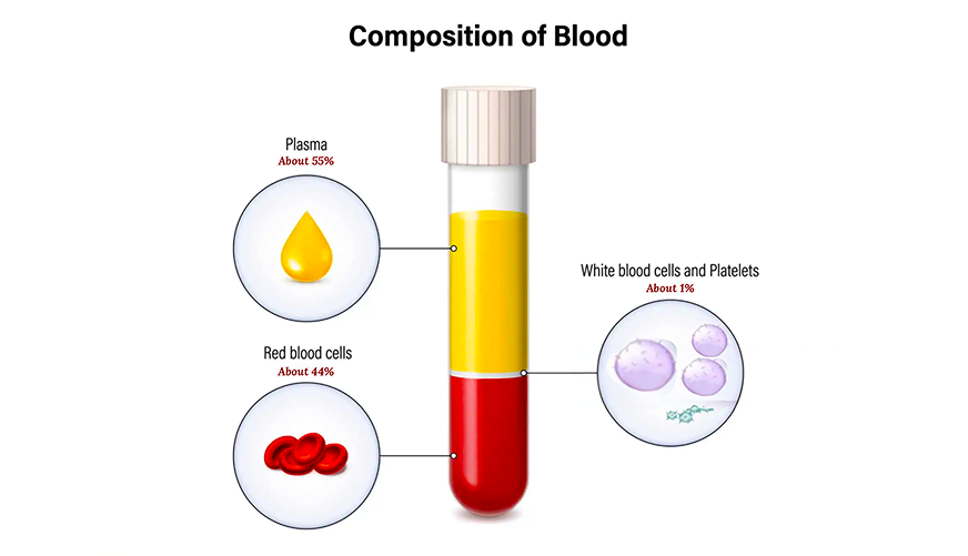 Blood And Its Composition