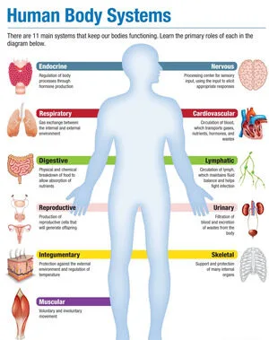 Body Systems E1777536886512