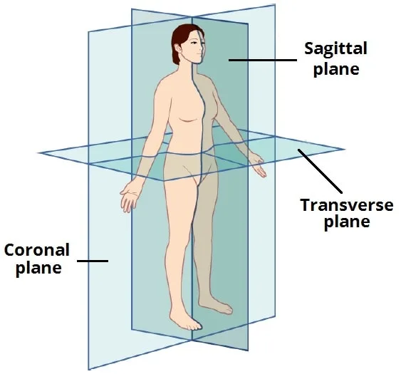 Body Planes And Sections