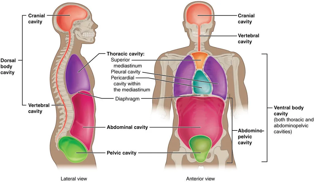 Body Cavities
