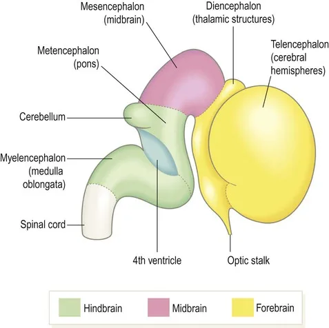 Brain Flexures