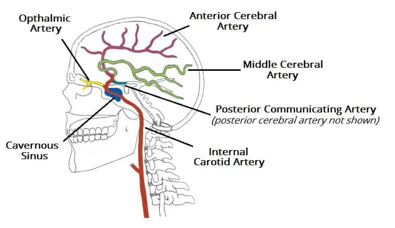Branches Of The Internal Carotid Artery Arterial Supply To The Brain