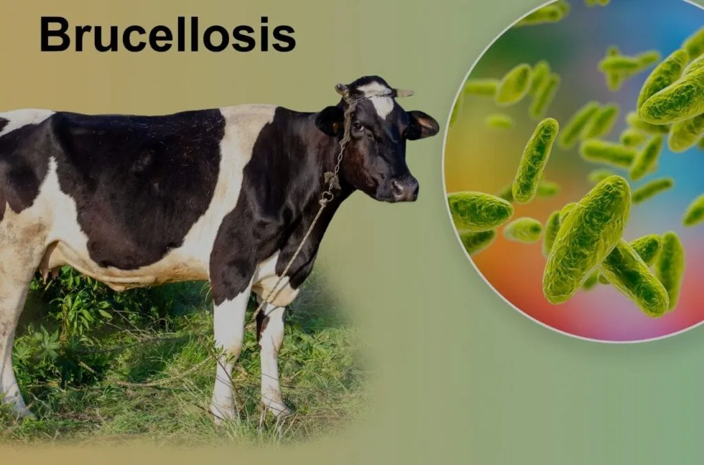 Brucellosis 1