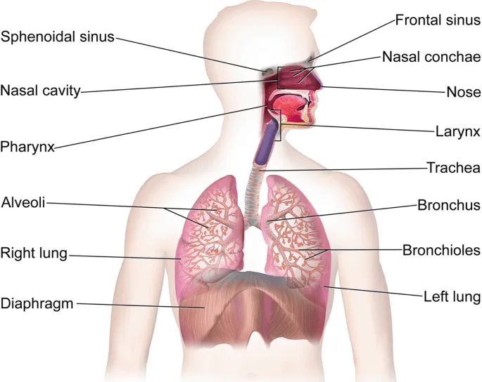COMMON COLD CORYZA 1