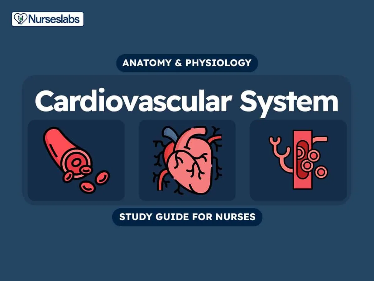 Cardiovascular System Anatomy And Physiology Nursing Study Guide