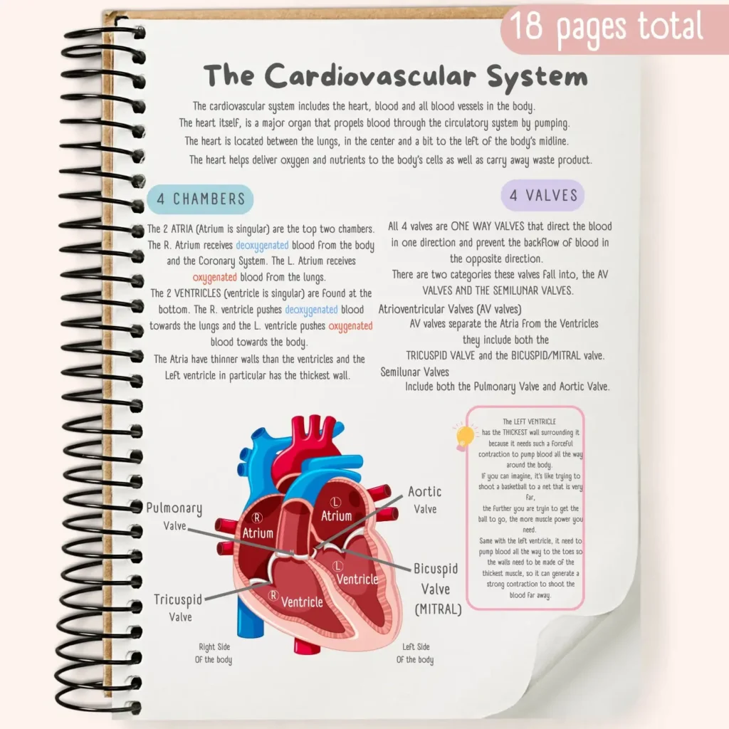 Cardiovascular System Notes 1