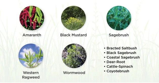 Causes And Triggers Of Plant Allergies 1