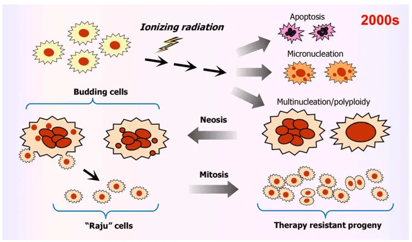 Cell Cycle Disorders Radiation 1