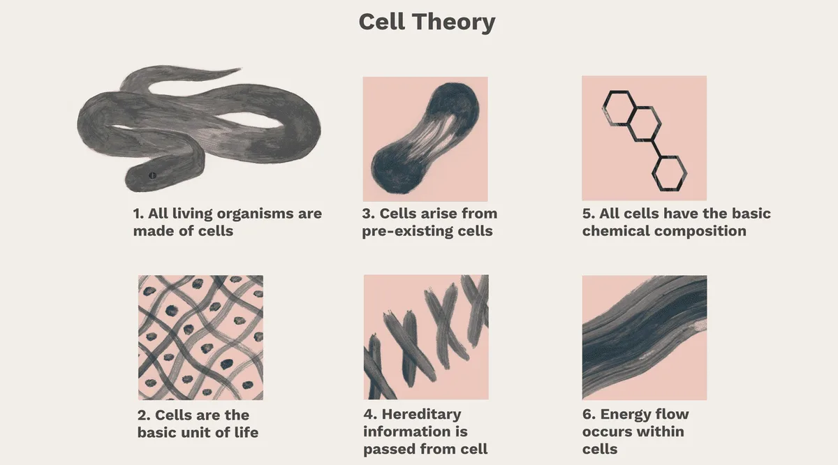 Cell Thery 1 E1747459249536