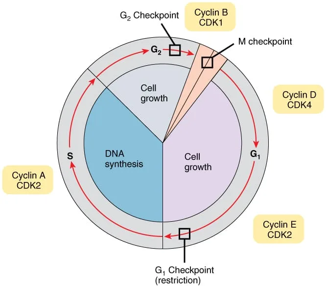 Cell Cycle With Cyclins And Checkpoints 1