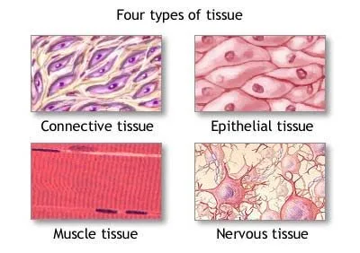 Cells And Tissues E1747458974242