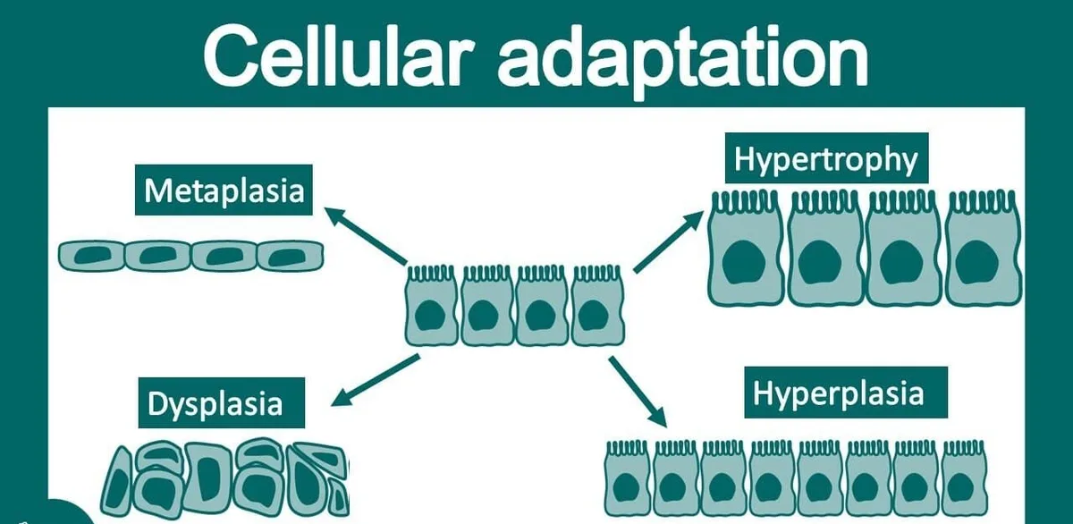 Cellular Adaptation 1 E1766636557485