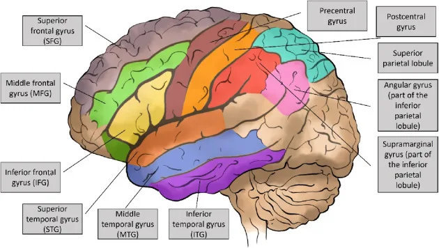 Cerebral Hemispheres
