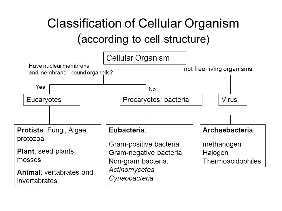 Classification And Cellular Structure
