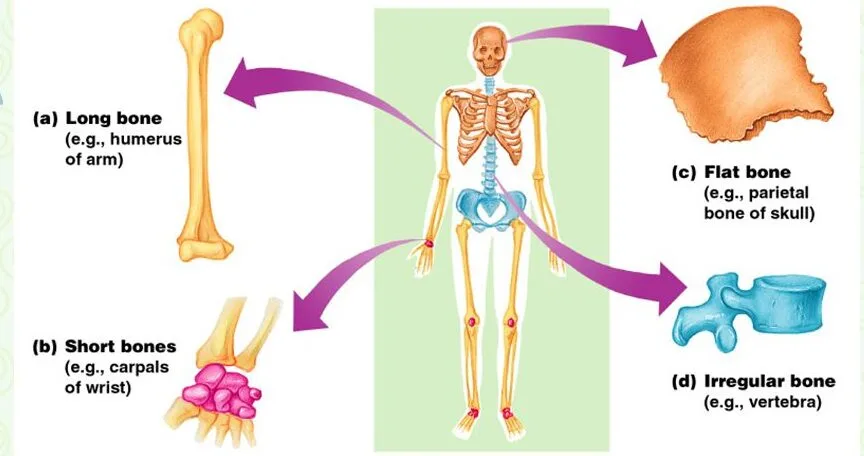 ClassificationofBonesontheBasisofShape E1751439762811