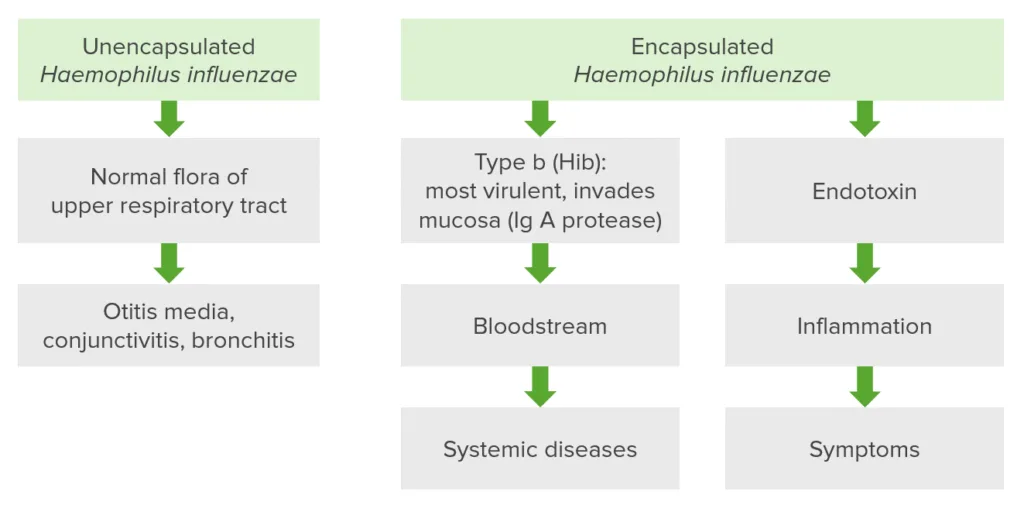 Classifications Of Haemophilus Influenzae