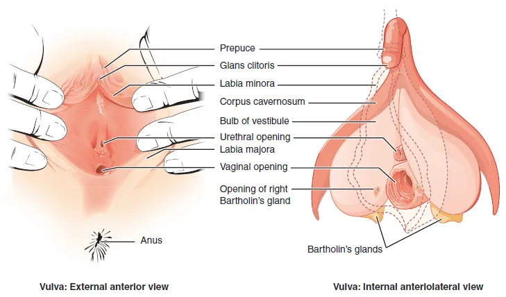 Clitoris